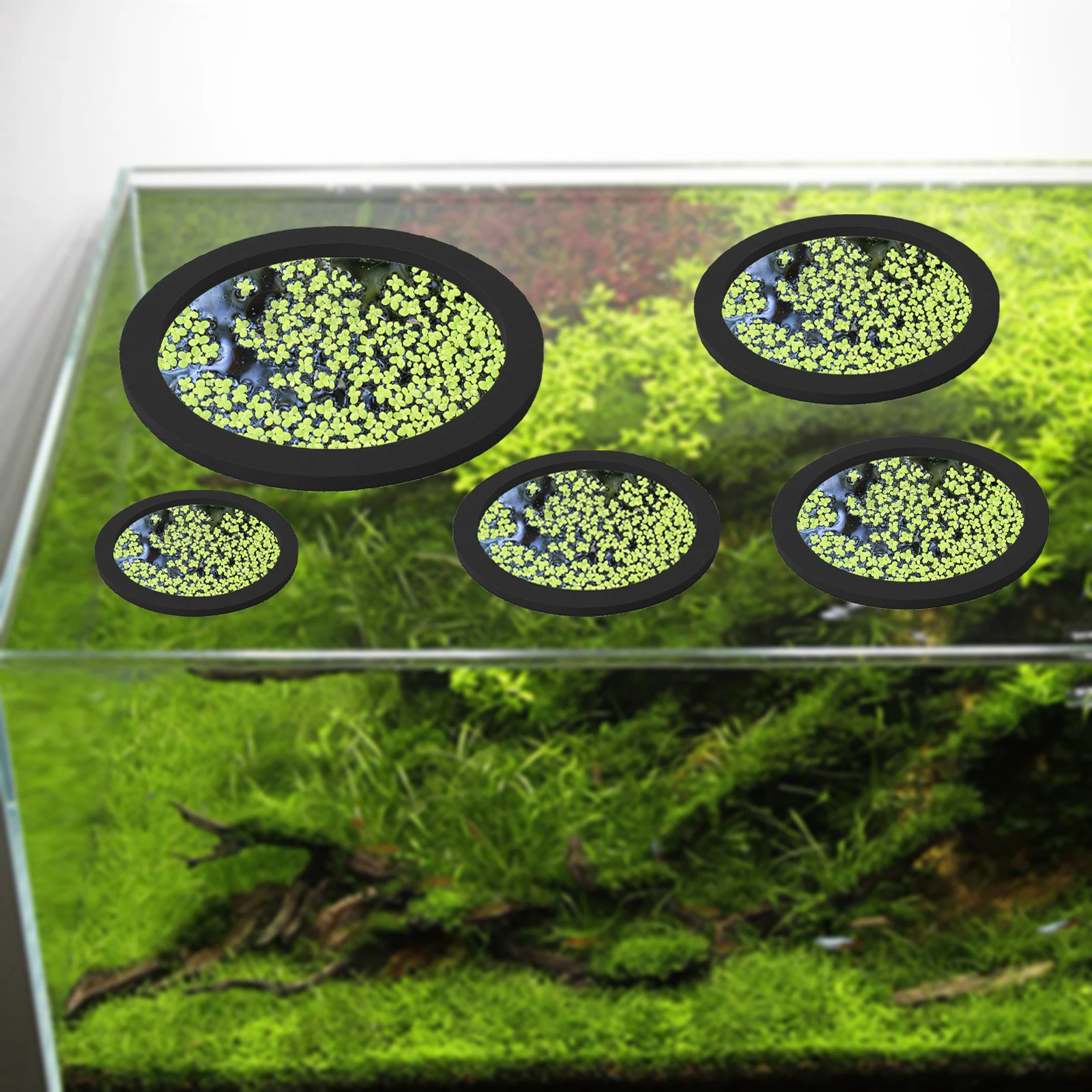 5Pcs EVA Fish Feeding Ring Aqu - đánh giá và giá Aquarium Fish Tank