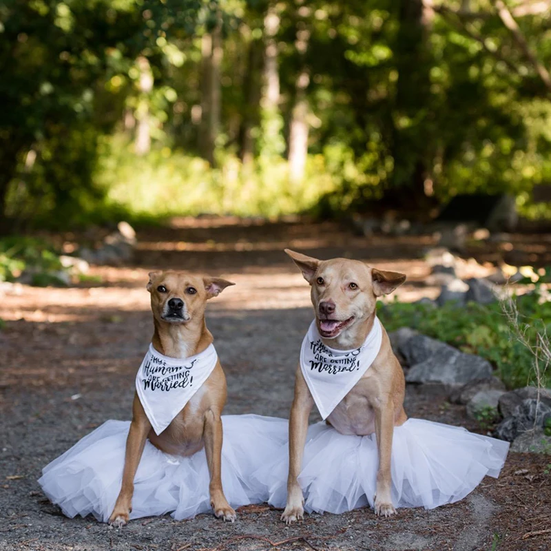 Của Con Người Được Kết Hôn Chó - đánh giá và giá Dog Bandana Scarf
